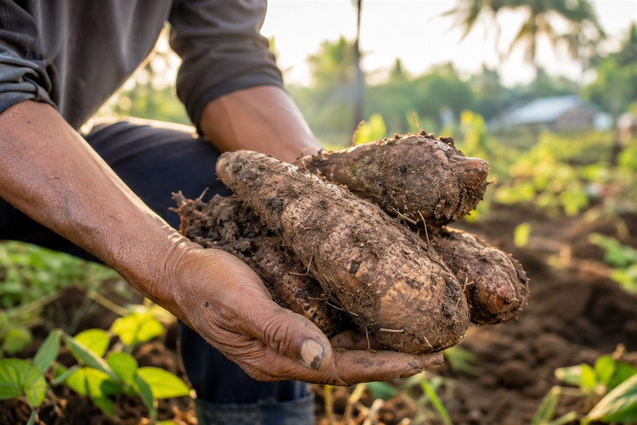 Récolte d'ube kinampay à Bohol : mains d'un cultivateur philippin tenant des tubercules